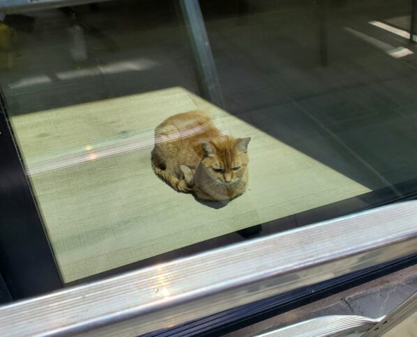 a residential window on a house with a cat on the other side and a reflection of a ladder