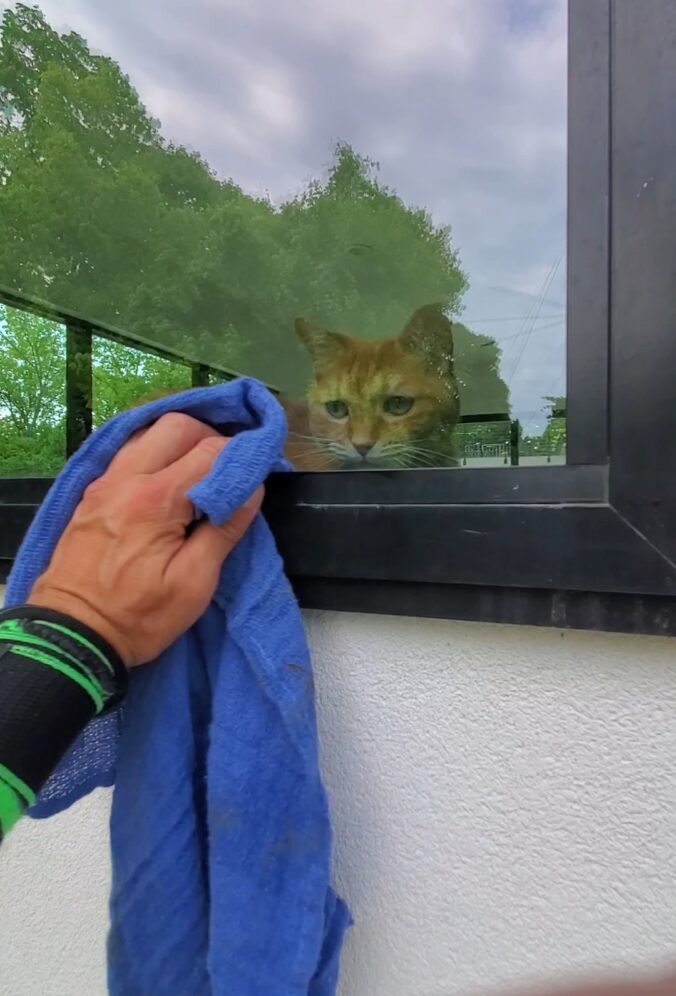 dying a residential window with a towel with a cat on the other side