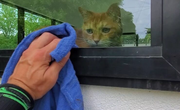 using towel to dry window with a cat on the other side